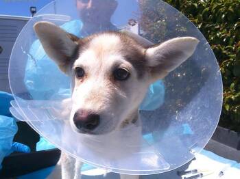 Siberian Husky Dogs Available for Adoption in Chula Vista, California - FLORA FAIRY | PetCurious