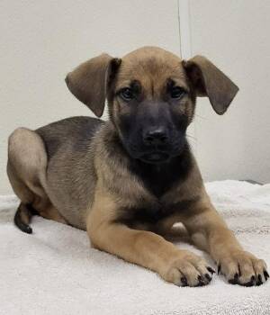 Rumney -  Mixed Breed Dog for Adoption in Groveland, Massachusetts - Rumney | PetCurious