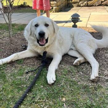 Great Pyrenees and Akbash Dogs Available for Adoption - Cowboy - 25109 | PetCurious