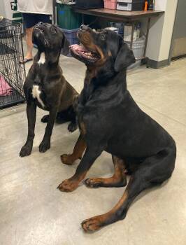 Kip -  Rottweiler Dog for Adoption in Jefferson, Iowa - Kip | PetCurious