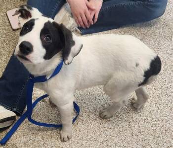 Border Collie and Mixed Breed Dogs Available for Adoption in Pueblo, Colorado - MALFOY | PetCurious