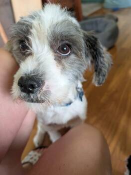 Bruno -  Spaniel and Poodle Dog for Adoption in Whitewater, Wisconsin - Bruno | PetCurious