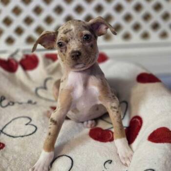 Orange Star -  Mixed Breed Dog for Adoption in Toms River, New Jersey - Orange Star | PetCurious
