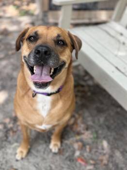Smiling Lila -  Mixed Breed Dog for Adoption in Pass Christian, Mississippi - Smiling Lila | PetCurious
