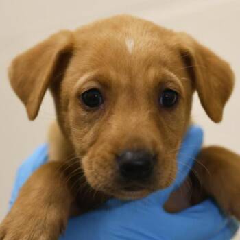 Bea Biggums -  Shepherd Dog for Adoption in San Antonio, Texas - Bea Biggums | PetCurious
