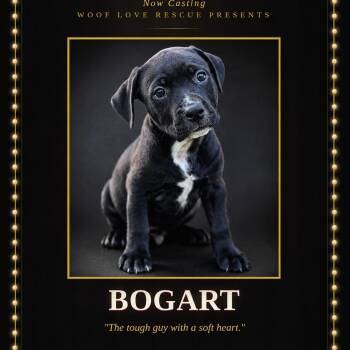 Bogart -  Labrador Retriever and Terrier Dog for Adoption in Collingswood, New Jersey - Bogart | PetCurious