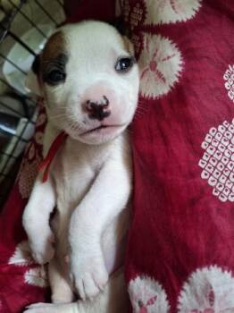 Sachi -  Mixed Breed Dog for Adoption in Honolulu, Hawaii - Sachi | PetCurious
