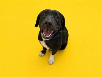 LIA -  Border Collie and American Staffordshire Terrier Dog for Adoption in Doral, Florida - LIA | PetCurious