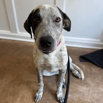 Jake -  Australian Cattle Dog Blue Heeler and Mixed Breed Dog for Adoption in Riverwoods, Illinois - Jake | PetCurious