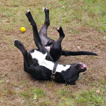 Beans-Available Soon! -  Mixed Breed Dog for Adoption in Conway, New Hampshire - Beans-Available Soon! | PetCurious