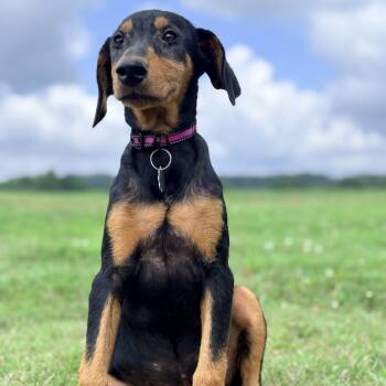 Gatti -  Doberman Pinscher Dog for Adoption in Duck River, Tennessee - Gatti | PetCurious