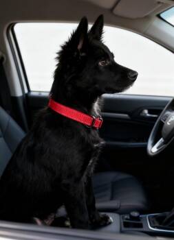 Cattle Dog Dogs Available for Adoption - Boobur | PetCurious