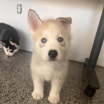 Mammoth -  Husky and Mixed Breed Dog for Adoption in Hawthorne, California - Mammoth | PetCurious