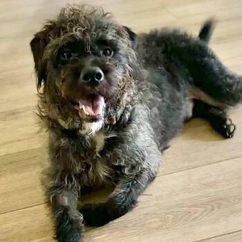 Labrador Retriever and Poodle Dogs Available for Adoption in Grand Bay, Alabama - Mickey | PetCurious