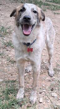 Ross Friends -  Australian Cattle Dog Blue Heeler and Great Pyrenees Dog for Adoption in Boston, Massachusetts - Ross Friends | PetCurious