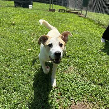 Button -  Labrador Retriever and Mixed Breed Dog for Adoption in Roxboro, North Carolina - Button | PetCurious