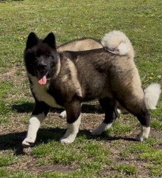 Rescue Akita Dogs for Adoption in Snellville, Georgia - Girl Puppy | PetCurious