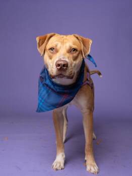 Franz -  Mixed Breed Dog for Adoption in Atlanta, Georgia - Franz | PetCurious