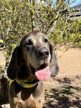 Great Dane Dogs Available for Adoption - MAGGIE- Young Senior | PetCurious