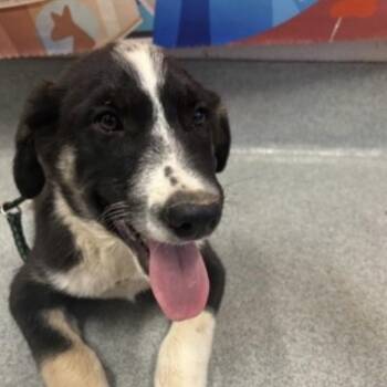 FWT Lil Bit -  Australian Cattle Dog Blue Heeler Dog for Adoption in Midland, Texas - FWT Lil Bit | PetCurious