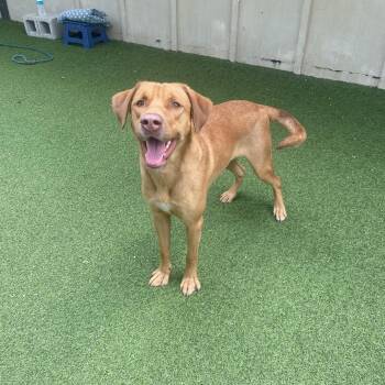 Squish 6024 -  Mixed Breed Dog for Adoption in Loxahatchee Groves, Florida - Squish 6024 | PetCurious