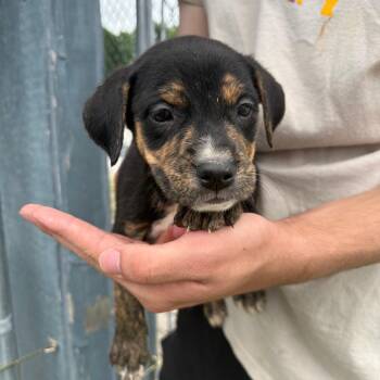 Apricot -  Mixed Breed and Catahoula Leopard Dog Dog for Adoption in Tulsa, Oklahoma - Apricot | PetCurious
