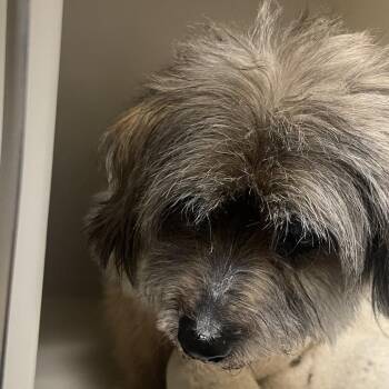 Duke -  Mixed Breed Dog for Adoption in Harrisonburg, Virginia - Duke | PetCurious