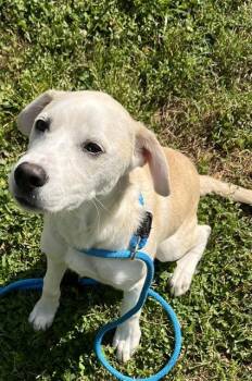 Labrador Retriever and Mixed Breed Dogs Available for Adoption in Newton, North Carolina - CARAMEL | PetCurious