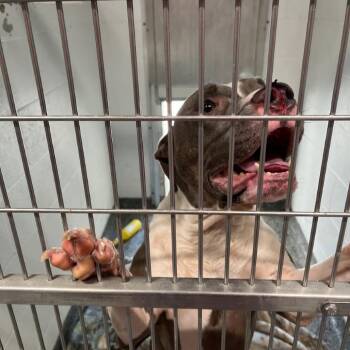 Bark Simpson -  Mixed Breed Dog for Adoption in Jeffersonville, Indiana - Bark Simpson | PetCurious
