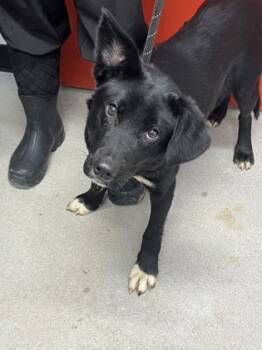 Rescue Mixed Breed Dogs for Adoption in West Chester, Pennsylvania - Smokey | PetCurious