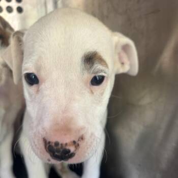 Pit Bull Terrier Dogs Available for Adoption in Birmingham, Alabama - John | PetCurious