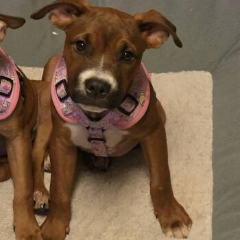 Eloise -  Boxer Dog for Adoption in Aurora, Illinois - Eloise | PetCurious