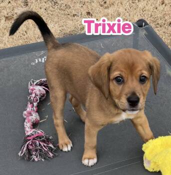 Hound Dogs Available for Adoption - Trixie | PetCurious