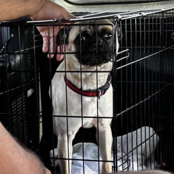 Gizmo -  Pug Dog for Adoption in Liverpool, Texas - Gizmo | PetCurious