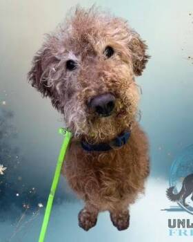 Ben -  Poodle and Labrador Retriever Dog for Adoption in Attica, Michigan - Ben | PetCurious