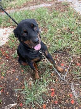 ROXY -  Rottweiler Dog for Adoption in Doral, Florida - ROXY | PetCurious