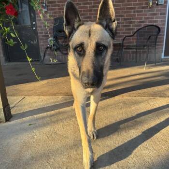 Rescue German Shepherd Dog Dogs for Adoption in Tallulah, Louisiana - Joe | PetCurious