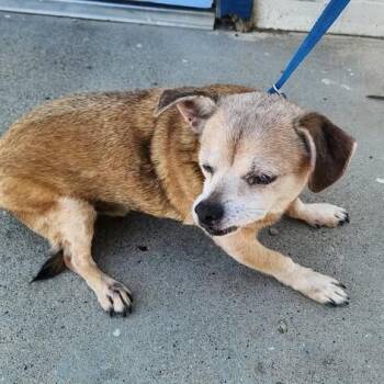 Reef -  Chihuahua Dog for Adoption in Pacific Grove, California - Reef | PetCurious