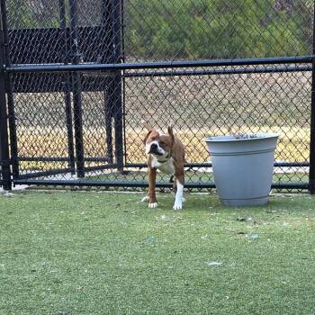 Pit Bull Terrier Dogs Available for Adoption - Jack | PetCurious