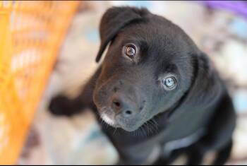 Mario -  Black Labrador Retriever and Australian Shepherd Dog for Adoption in Crystal Lake, Illinois - Mario | PetCurious