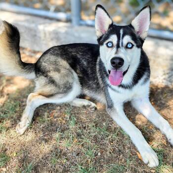 Hootie -  Husky Dog for Adoption in Gainesville, Texas - Hootie | PetCurious