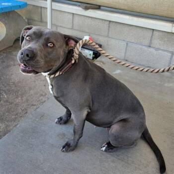 ELLA -  Pit Bull Terrier Dog for Adoption in Long Beach, California - ELLA | PetCurious