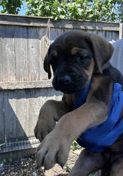 Chai -  Mastiff Dog for Adoption in Bull Valley, Illinois - Chai | PetCurious