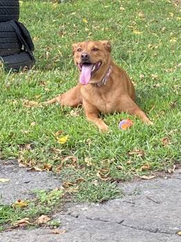 Mila -  Labrador Retriever Dog for Adoption in Harrison, New York - Mila | PetCurious