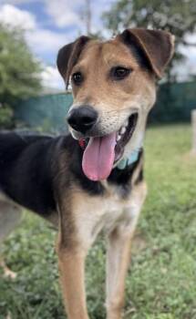 Crush -  Shepherd and Mixed Breed Dog for Adoption in San Antonio, Texas - Crush | PetCurious