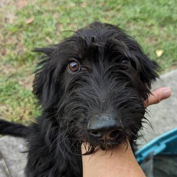 Rescue Mixed Breed Dogs for Adoption in Boaz, Alabama - Sammy | PetCurious