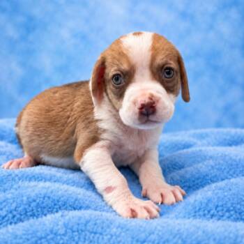 Cyrus -  Hound and Mixed Breed Dog for Adoption in St. Peters, Missouri - Cyrus | PetCurious