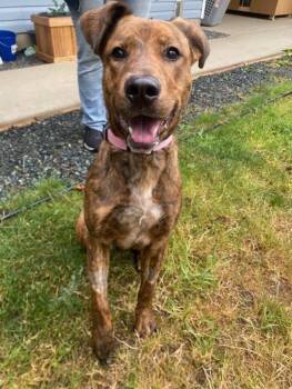 Willow -  Pit Bull Terrier and German Shepherd Dog Dog for Adoption in Port Alberni, British Columbia - Willow | PetCurious