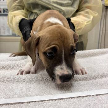 Ocean -  Mixed Breed Dog for Adoption in Murray, Utah - Ocean | PetCurious