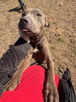 Boxer and Terrier Dogs Available for Adoption in Calera, Alabama - Vesta | PetCurious